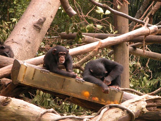 su7_chimpanzee (81K)