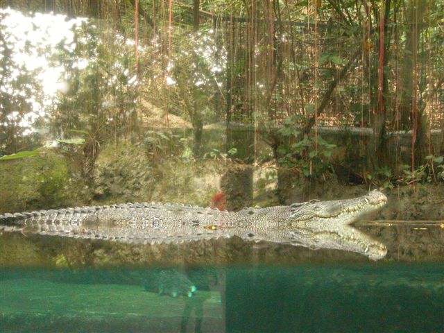 su7_crocodile (73K)